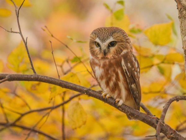 Филин осенью