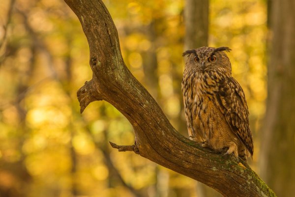Филин на дереве