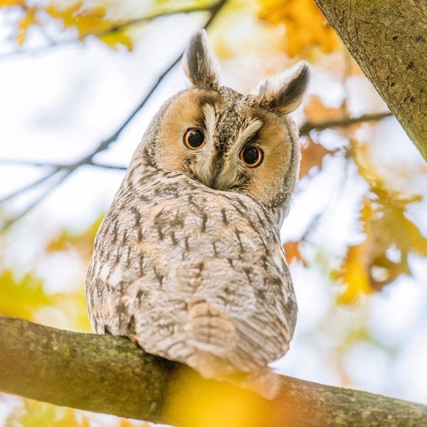 Сова осенью