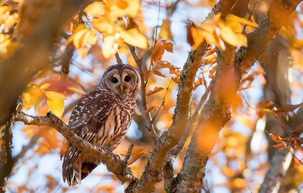 Сова в осеннем лесу