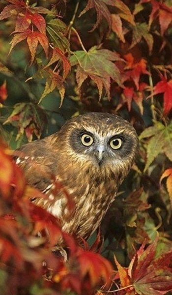 Сова осень