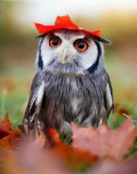 Сова осенью