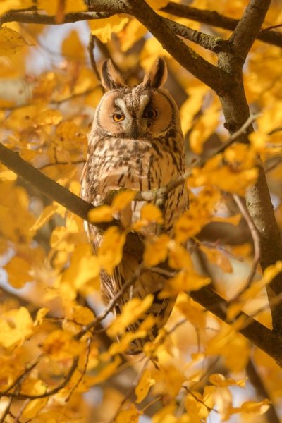 Осенняя Сова