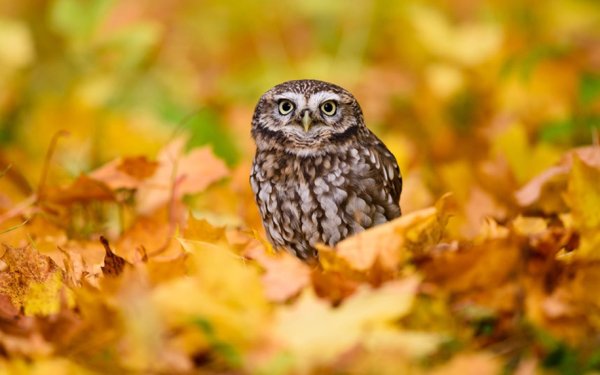 Осень Совенок