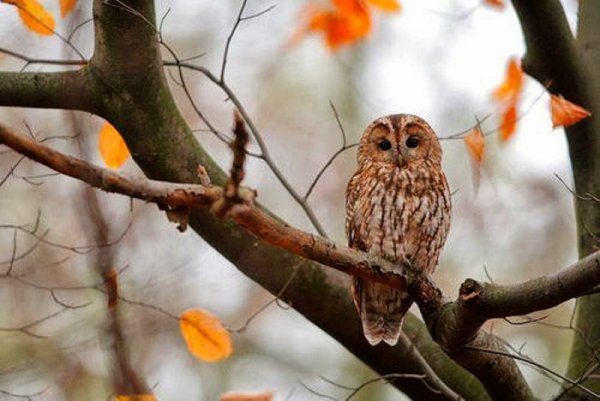 Сова осенью