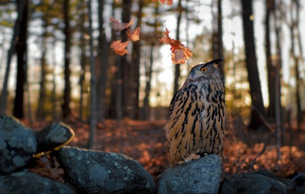 Сова осенью