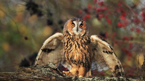 Соломонская ушастая Сова