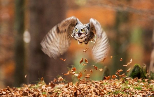 Сова осень