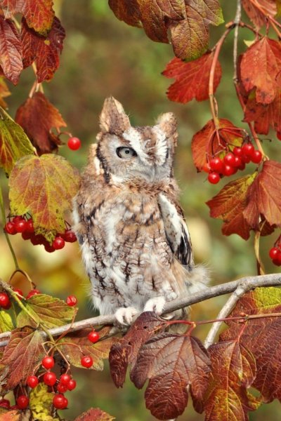 Птицы осенью