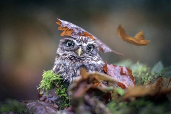 Сова в осеннем лесу