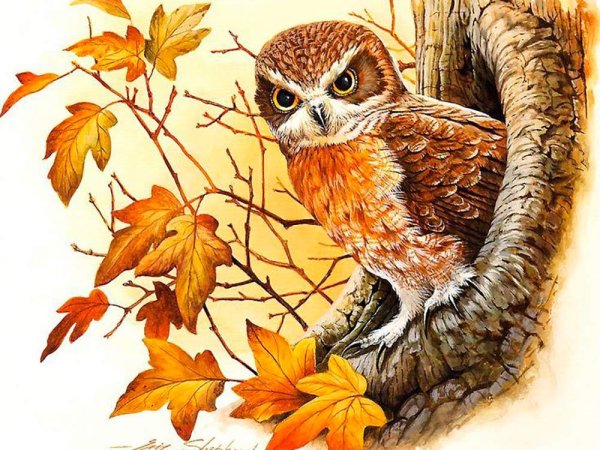 Сова осень