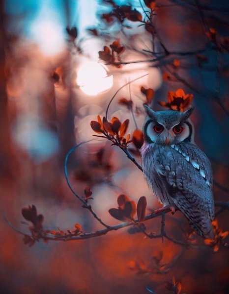 Красивая Сова