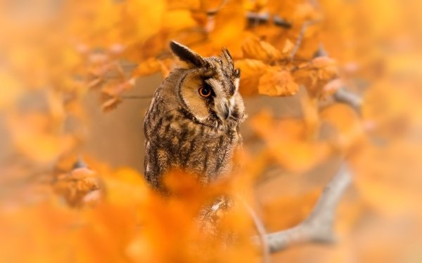 Сова осень