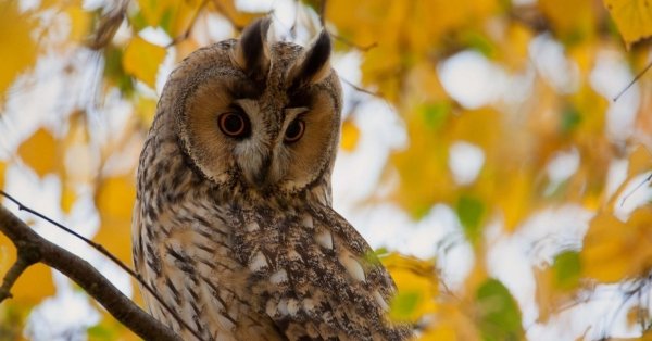 Сова красотка