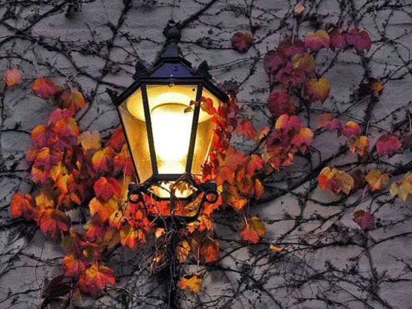 Фонарь в листве