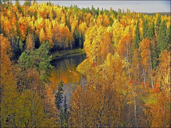 Осенний лес в Сибири