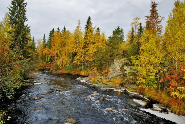 Таежные леса в Карелии