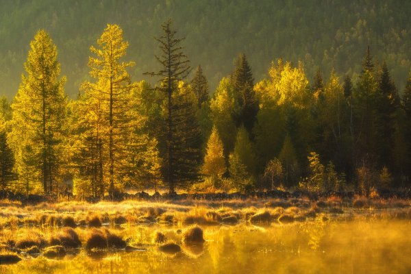 Природа тайги