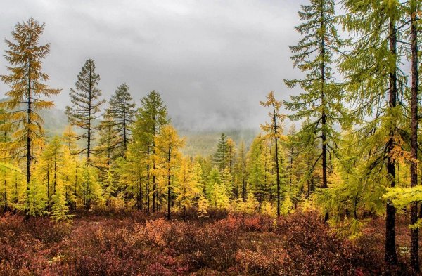 Осенняя Тайга