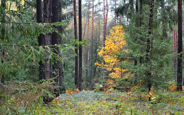 Леса Сибири осенью