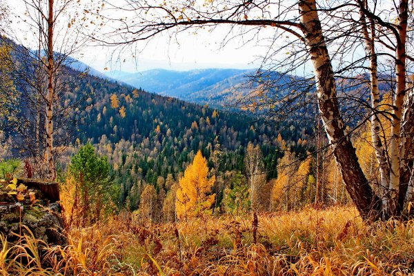 Тайга лес Новосибирск