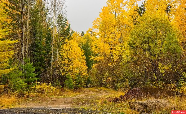 Тайга лес Усть-Илимск