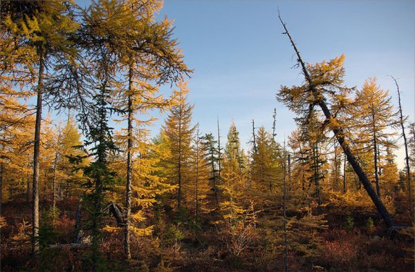 Кедровый лес осень