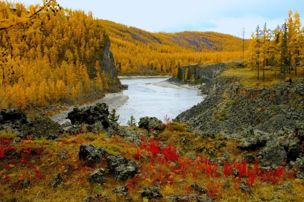 Тайга Хабаровского края