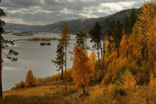 Тайга Ангара