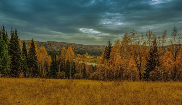 Сибирский лес Сибирская Тайга