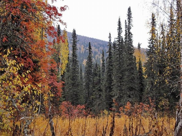 Сосновый Бор осень природа Кузбасса