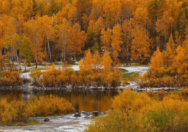 Тайга Забайкальского края осенью