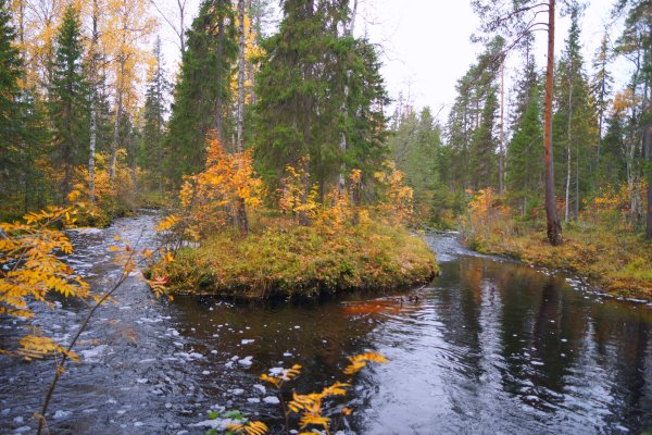 Пележма река Северодвинск