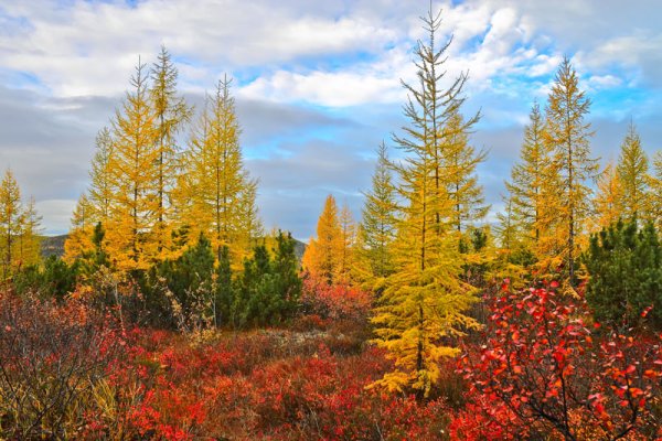 Природа Якутии Тайга