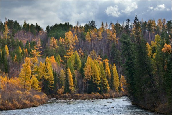 Сибири Тайга Якутии