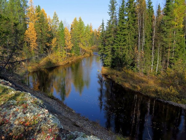 Тайга Северного Урала