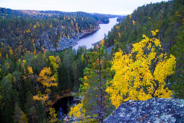 Тайга Карелия озеро осень