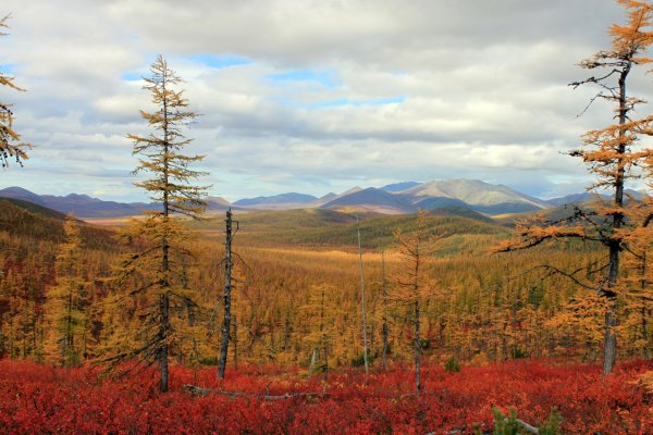 Магадан Тайга