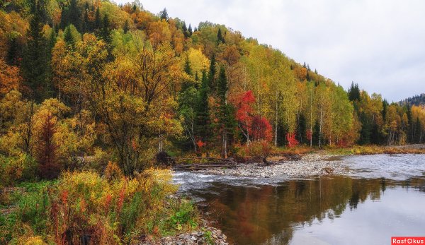 Осень Югра Тайга река