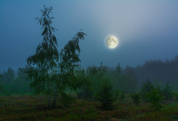 Березы Луна