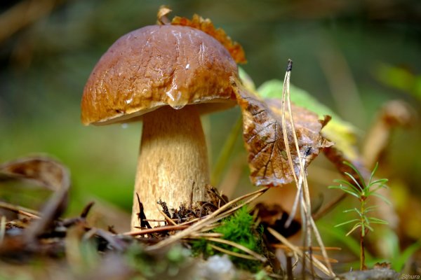 Осень грибы