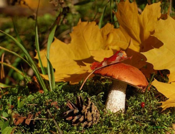 Осенние грибы подосиновики