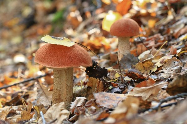 Подосиновик осенний