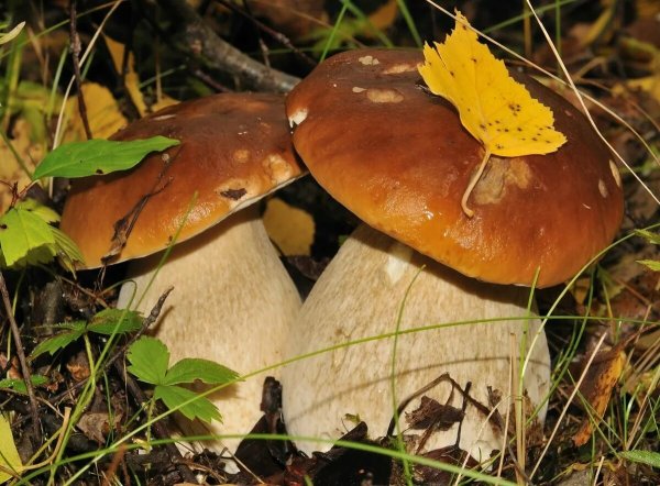 Осень грибы