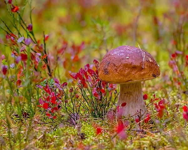 Грибы осенью