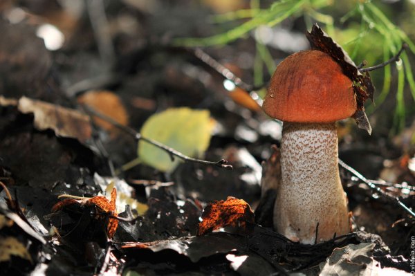 Грибы осенью в лесу