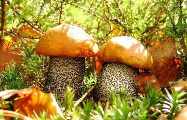 Осень грибы