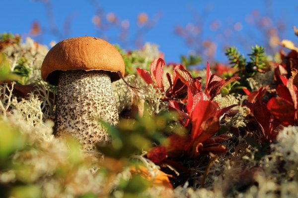 Природа осень грибы