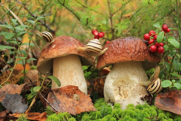 Природа лес грибы