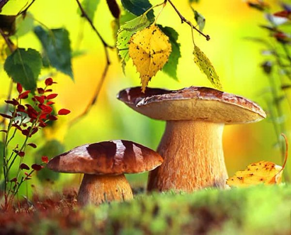 Грибы осенью для дошкольников